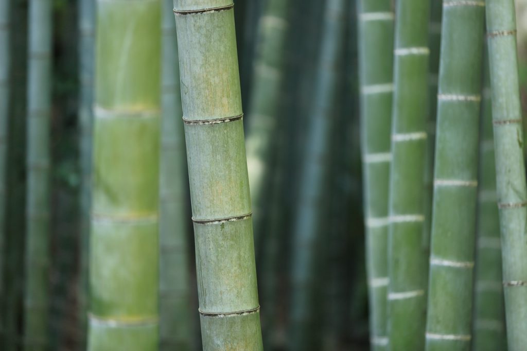 Tarima maciza de bambú - Parquets Tropicales